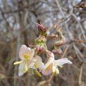Lonicera fragrantissima P5 P24 (2)